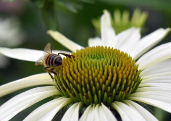 Biene auf einem weißen Sonnenhut