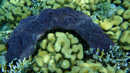 Organ pipe coral (Tubipora musica) and Knob coral (Goniastrea stelligera. Alternative combination:...