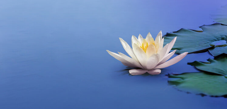 Lotus floating on water with worm glitter sparkle light and on dark blue color background, White lily water flower on water.