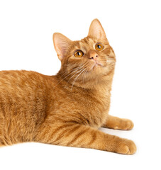 Portrait of ginger kitten isolated on white background. Сat look away.