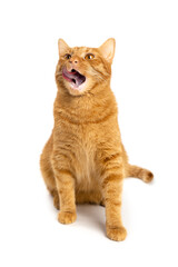 Ginger tabby kitten licking its lips. Close up. Red cat on a white background isolated.