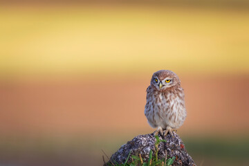 Little owl. Colorful nature background. Athene noctua.  