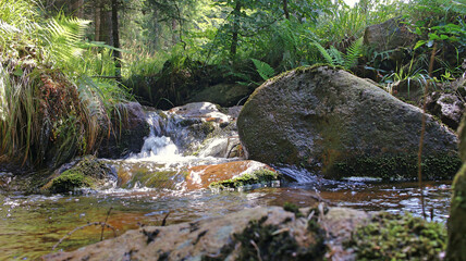 Naklejka na ściany i meble Mountain stream in summer. Water flows among grasses and stones. At the edge of the stream, a large wet boulder