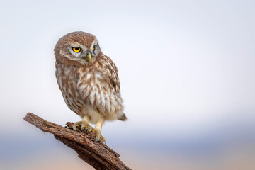 Little owl. Colorful nature background. Athene noctua.  