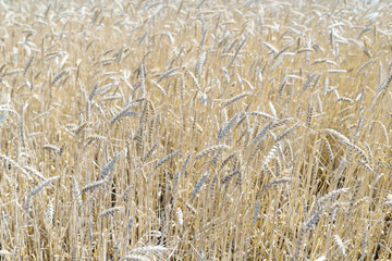 Dry ears of wheat in the field, background.