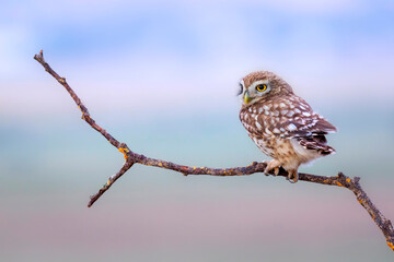 Little owl. Colorful nature background. Athene noctua.  