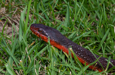 Curious red bellied water snake - Powered by Adobe