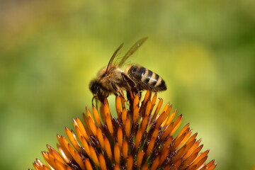 Pszczółka - obrazy, fototapety, plakaty