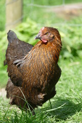 portrait of a young hen free range