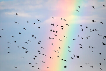 Flying birds and Rainbow. Blue sky background.