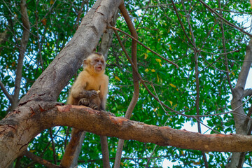 Naklejka na ściany i meble brazilian capuchin monkey on a mangrove forest area