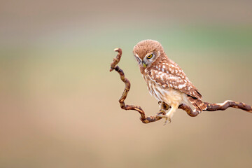 Little owl. Colorful nature background. Athene noctua.  