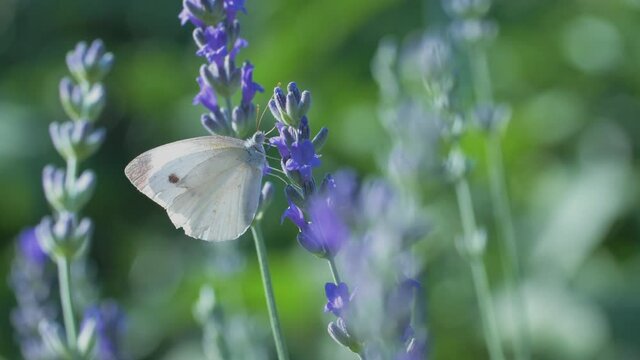The white butterfly pieris brassicae drinks the nectar of blue lavender flowers and flies away. Macro video of an insect in slow motion.
