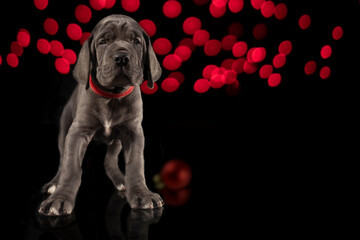 Gray purebred Great Dane puppy with red lights on a Christmas tree and single red ornament