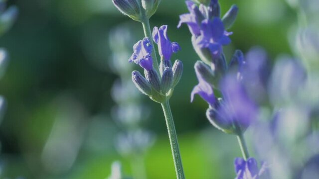 The white butterfly pieris brassicae drinks the nectar of blue lavender flowers and flies away. Macro video of an insect in slow motion.