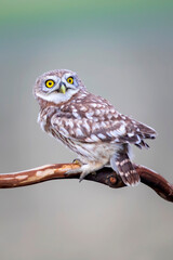 Little owl. Colorful nature background. Athene noctua.  