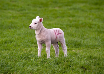 Fototapeta premium Cute Lambs