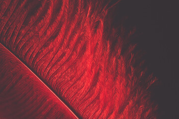 Beautiful dark red maroon feather texture background pattern with copy space for text 