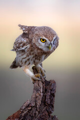 Little owl. Colorful nature background. Athene noctua.  