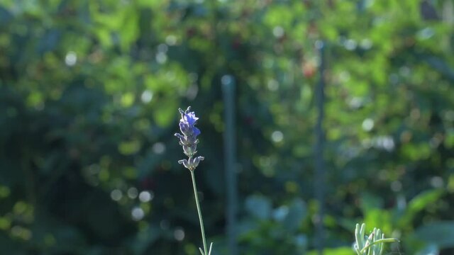 The white butterfly pieris brassicae drinks the nectar of blue lavender flowers and flies away. Macro video of an insect in slow motion.