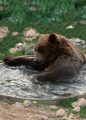 Obraz premium Brown Bear Taking a Bath