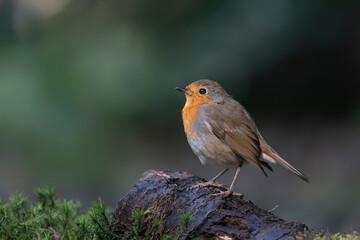 European Robin (Erithacus rubecula) on a branch in the forest of the Netherlands.                                                              