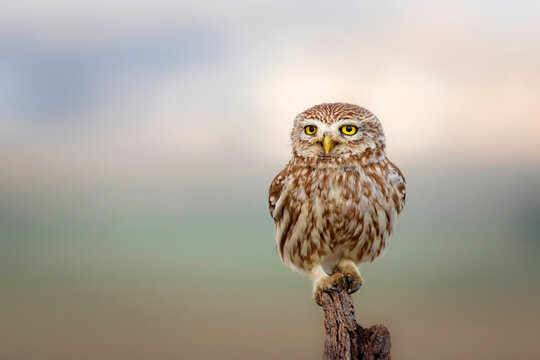 Little owl. Colorful nature background. Athene noctua.  