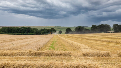 Spring barley harvested at Avebury in Wiltshire today. Straw waiting to be bailed.