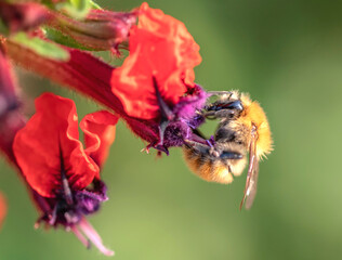 Abeille butinant une fleur