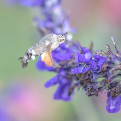 Papillon moro sphinx butinant le nectar du fleur