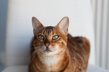 beautiful Bengal cat is sitting on a chair in the house