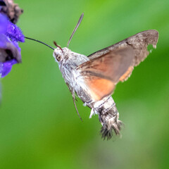 Papillon moro sphinx butinant le nectar du fleur