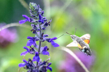 Papillon butinant le nectar du fleur