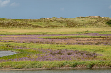 Fototapeta na wymiar Purple Zwinneblommen in Zwin Nature Reserve, Knokke-Heist, Belgium