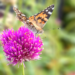 Papillon butinant le nectar du fleur