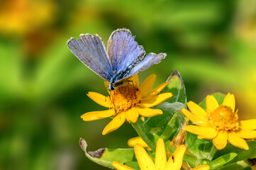 Papillon bleu butinant le nectar du fleur