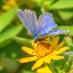 Papillon bleu butinant le nectar du fleur