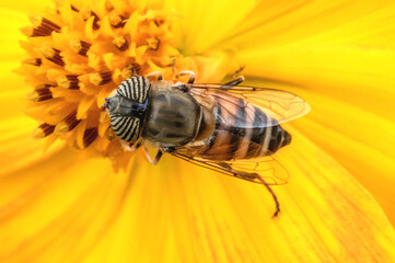 Abeille mouche syrphe à tête rayée butinant une fleur