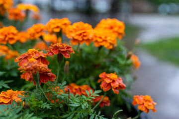 orange flowers in the garden