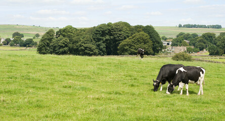 Cows grazing in the Peak District