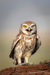 Little owl. Colorful nature background. Athene noctua.  
