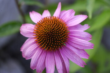 Fiore