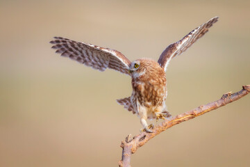 Little owl. Colorful nature background. Athene noctua.  