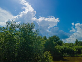 Drone view of the forest and tree tops and blue sky on a sunny summer day