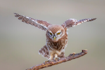 Little owl. Colorful nature background. Athene noctua.  