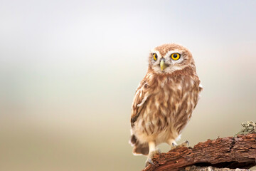 Little owl. Colorful nature background. Athene noctua.  