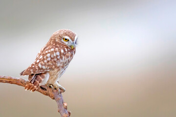 Little owl. Colorful nature background. Athene noctua.  