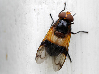 Große Schwebfliege - Hornissenschwebfliege