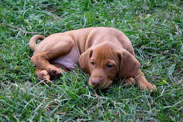 puppy in the grass