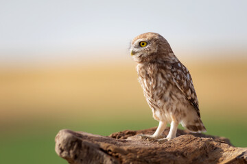 Little owl. Colorful nature background. Athene noctua.  